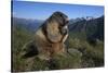 Alpine Marmot (Marmota Marmota) Feeding, Hohe Tauern National Park, Austria, July 2008-Lesniewski-Stretched Canvas