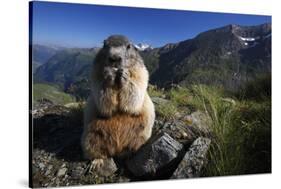 Alpine Marmot (Marmota Marmota) Feeding, Hohe Tauern National Park, Austria, July 2008-Lesniewski-Stretched Canvas