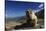 Alpine Marmot (Marmota Marmota) Feeding, Hohe Tauern National Park, Austria, July 2008-Lesniewski-Stretched Canvas