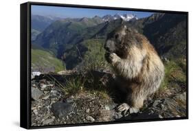 Alpine Marmot (Marmota Marmota) Feeding, Hohe Tauern Np, Austria, July 2008-Lesniewski-Framed Stretched Canvas