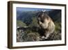 Alpine Marmot (Marmota Marmota) Feeding, Hohe Tauern Np, Austria, July 2008-Lesniewski-Framed Photographic Print