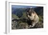 Alpine Marmot (Marmota Marmota) Feeding, Hohe Tauern Np, Austria, July 2008-Lesniewski-Framed Photographic Print