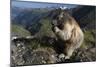 Alpine Marmot (Marmota Marmota) Feeding, Hohe Tauern Np, Austria, July 2008-Lesniewski-Mounted Photographic Print