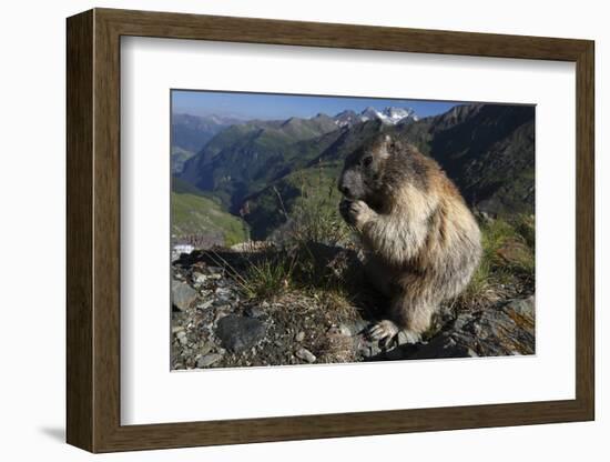 Alpine Marmot (Marmota Marmota) Feeding, Hohe Tauern Np, Austria, July 2008-Lesniewski-Framed Photographic Print