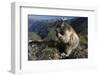 Alpine Marmot (Marmota Marmota) Feeding, Hohe Tauern Np, Austria, July 2008-Lesniewski-Framed Photographic Print