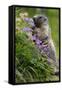 Alpine Marmot (Marmota Marmota) Feeding on Flowers, Hohe Tauern National Park, Austria, July 2008-Lesniewski-Framed Stretched Canvas