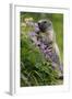 Alpine Marmot (Marmota Marmota) Feeding on Flowers, Hohe Tauern National Park, Austria, July 2008-Lesniewski-Framed Premium Photographic Print