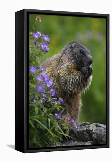 Alpine Marmot (Marmota Marmota) Feeding on Flowers, Hohe Tauern National Park, Austria, July 2008-Lesniewski-Framed Stretched Canvas