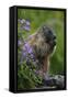 Alpine Marmot (Marmota Marmota) Feeding on Flowers, Hohe Tauern National Park, Austria, July 2008-Lesniewski-Framed Stretched Canvas