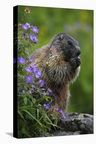 Alpine Marmot (Marmota Marmota) Feeding on Flowers, Hohe Tauern National Park, Austria, July 2008-Lesniewski-Stretched Canvas