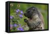 Alpine Marmot (Marmota Marmota) Feeding on Flowers, Hohe Tauern National Park, Austria, July 2008-Lesniewski-Framed Stretched Canvas