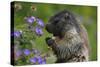 Alpine Marmot (Marmota Marmota) Feeding on Flowers, Hohe Tauern National Park, Austria, July 2008-Lesniewski-Stretched Canvas