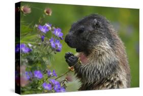 Alpine Marmot (Marmota Marmota) Feeding on Flowers, Hohe Tauern National Park, Austria, July 2008-Lesniewski-Stretched Canvas