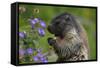 Alpine Marmot (Marmota Marmota) Feeding on Flowers, Hohe Tauern National Park, Austria, July 2008-Lesniewski-Framed Stretched Canvas