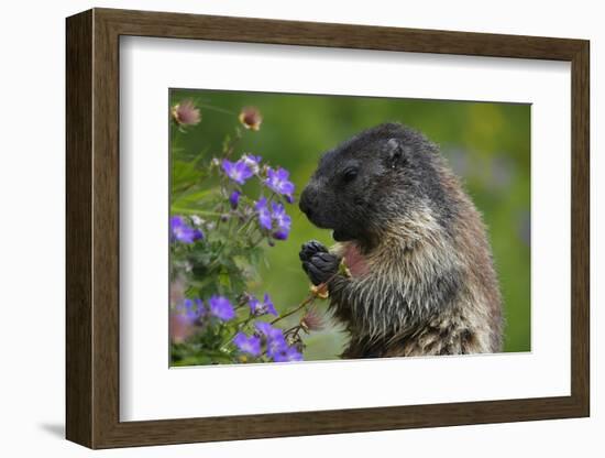 Alpine Marmot (Marmota Marmota) Feeding on Flowers, Hohe Tauern National Park, Austria, July 2008-Lesniewski-Framed Photographic Print