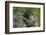 Alpine Marmot (Marmota Marmota) Feeding on Flowers, Hohe Tauern National Park, Austria, July 2008-Lesniewski-Framed Photographic Print