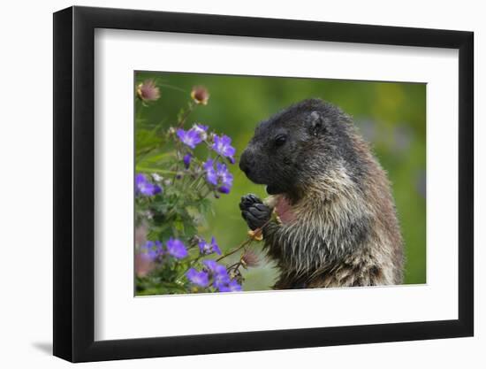 Alpine Marmot (Marmota Marmota) Feeding on Flowers, Hohe Tauern National Park, Austria, July 2008-Lesniewski-Framed Photographic Print