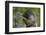 Alpine Marmot (Marmota Marmota) Feeding on Flowers, Hohe Tauern National Park, Austria, July 2008-Lesniewski-Framed Photographic Print