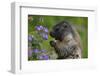 Alpine Marmot (Marmota Marmota) Feeding on Flowers, Hohe Tauern National Park, Austria, July 2008-Lesniewski-Framed Photographic Print