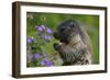 Alpine Marmot (Marmota Marmota) Feeding on Flowers, Hohe Tauern National Park, Austria, July 2008-Lesniewski-Framed Photographic Print