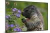 Alpine Marmot (Marmota Marmota) Feeding on Flowers, Hohe Tauern National Park, Austria, July 2008-Lesniewski-Mounted Photographic Print