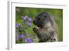 Alpine Marmot (Marmota Marmota) Feeding on Flowers, Hohe Tauern National Park, Austria, July 2008-Lesniewski-Framed Photographic Print