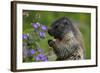 Alpine Marmot (Marmota Marmota) Feeding on Flowers, Hohe Tauern National Park, Austria, July 2008-Lesniewski-Framed Photographic Print