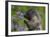 Alpine Marmot (Marmota Marmota) Feeding on Flowers, Hohe Tauern National Park, Austria, July 2008-Lesniewski-Framed Photographic Print