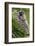 Alpine Marmot (Marmota Marmota) Feeding on Flowers, Hohe Tauern National Park, Austria, July 2008-Lesniewski-Framed Photographic Print