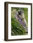 Alpine Marmot (Marmota Marmota) Feeding on Flowers, Hohe Tauern National Park, Austria, July 2008-Lesniewski-Framed Photographic Print