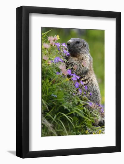 Alpine Marmot (Marmota Marmota) Feeding on Flowers, Hohe Tauern National Park, Austria, July 2008-Lesniewski-Framed Photographic Print