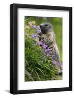 Alpine Marmot (Marmota Marmota) Feeding on Flowers, Hohe Tauern National Park, Austria, July 2008-Lesniewski-Framed Photographic Print