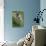 Alpine Marmot (Marmota Marmota) Feeding on Flowers, Hohe Tauern National Park, Austria, July 2008-Lesniewski-Photographic Print displayed on a wall