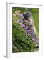 Alpine Marmot (Marmota Marmota) Feeding on Flowers, Hohe Tauern National Park, Austria, July 2008-Lesniewski-Framed Photographic Print