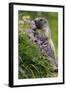 Alpine Marmot (Marmota Marmota) Feeding on Flowers, Hohe Tauern National Park, Austria, July 2008-Lesniewski-Framed Photographic Print