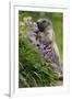 Alpine Marmot (Marmota Marmota) Feeding on Flowers, Hohe Tauern National Park, Austria, July 2008-Lesniewski-Framed Photographic Print