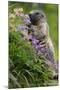 Alpine Marmot (Marmota Marmota) Feeding on Flowers, Hohe Tauern National Park, Austria, July 2008-Lesniewski-Mounted Photographic Print