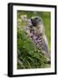 Alpine Marmot (Marmota Marmota) Feeding on Flowers, Hohe Tauern National Park, Austria, July 2008-Lesniewski-Framed Photographic Print