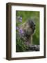 Alpine Marmot (Marmota Marmota) Feeding on Flowers, Hohe Tauern National Park, Austria, July 2008-Lesniewski-Framed Photographic Print