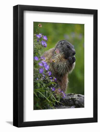 Alpine Marmot (Marmota Marmota) Feeding on Flowers, Hohe Tauern National Park, Austria, July 2008-Lesniewski-Framed Photographic Print