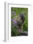 Alpine Marmot (Marmota Marmota) Feeding on Flowers, Hohe Tauern National Park, Austria, July 2008-Lesniewski-Framed Photographic Print