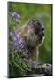 Alpine Marmot (Marmota Marmota) Feeding on Flowers, Hohe Tauern National Park, Austria, July 2008-Lesniewski-Mounted Photographic Print