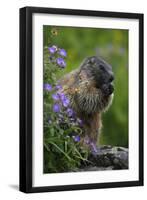 Alpine Marmot (Marmota Marmota) Feeding on Flowers, Hohe Tauern National Park, Austria, July 2008-Lesniewski-Framed Photographic Print