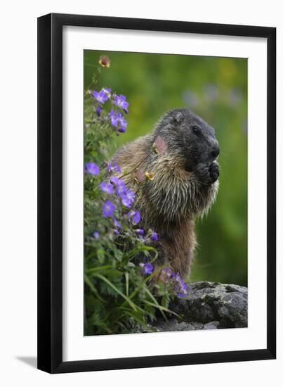 Alpine Marmot (Marmota Marmota) Feeding on Flowers, Hohe Tauern National Park, Austria, July 2008-Lesniewski-Framed Photographic Print