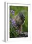 Alpine Marmot (Marmota Marmota) Feeding on Flowers, Hohe Tauern National Park, Austria, July 2008-Lesniewski-Framed Photographic Print