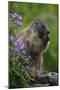Alpine Marmot (Marmota Marmota) Feeding on Flowers, Hohe Tauern National Park, Austria, July 2008-Lesniewski-Mounted Photographic Print