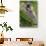 Alpine Marmot (Marmota Marmota) Feeding on Flowers, Hohe Tauern National Park, Austria, July 2008-Lesniewski-Stretched Canvas displayed on a wall