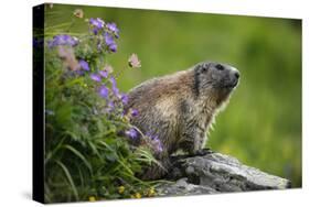 Alpine Marmot (Marmota Marmota) Hohe Tauern National Park, Austria, July 2008-Lesniewski-Stretched Canvas