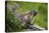 Alpine Marmot (Marmota Marmota) Hohe Tauern National Park, Austria, July 2008-Lesniewski-Stretched Canvas