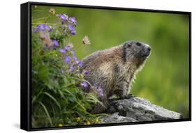 Alpine Marmot (Marmota Marmota) Hohe Tauern National Park, Austria, July 2008-Lesniewski-Framed Stretched Canvas